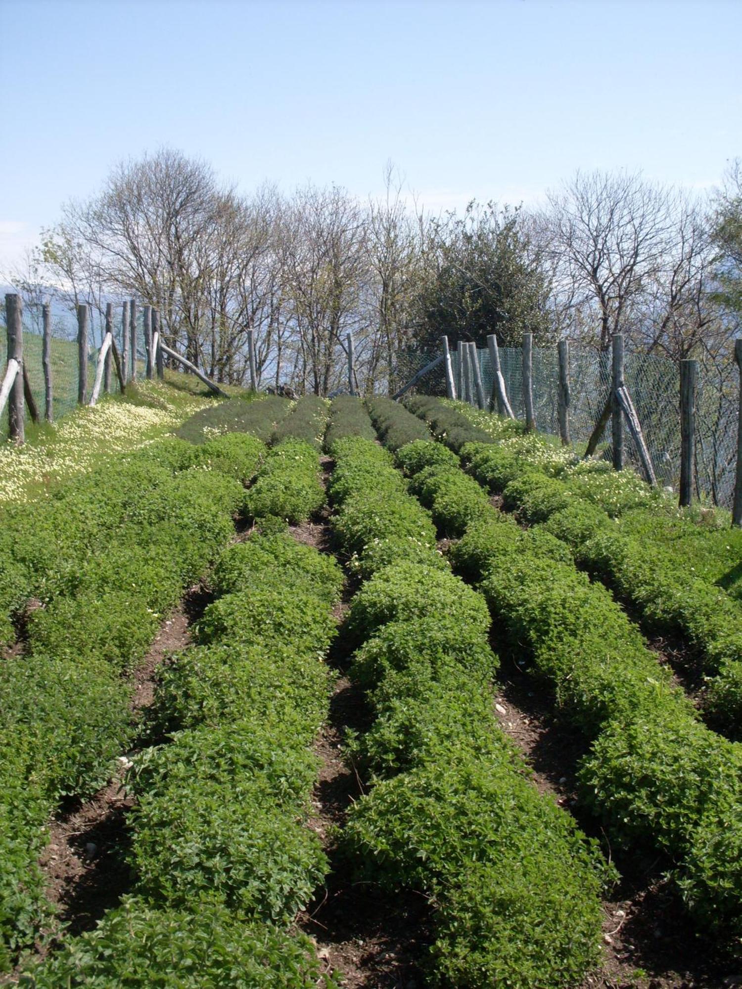 Agriturismo Da Attilio Cannobio Luaran gambar